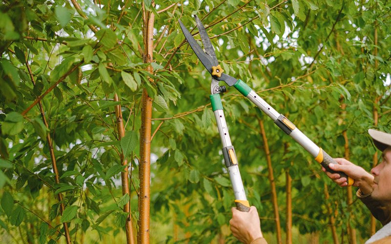 Tree trimming in Adamsville, PA